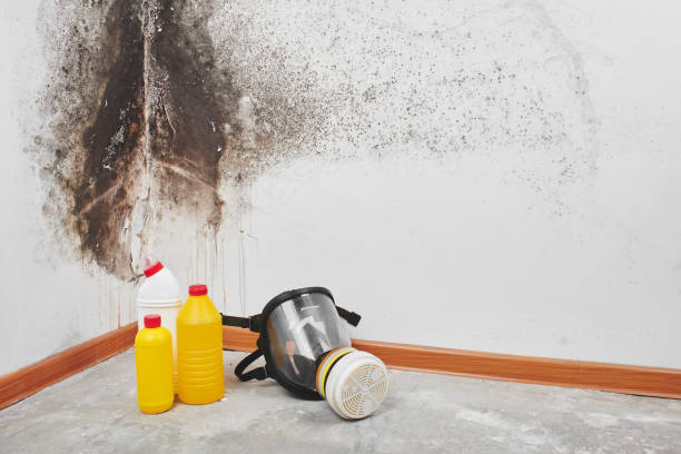 Best Toxic Mold Removal  in Lake Mills, WI