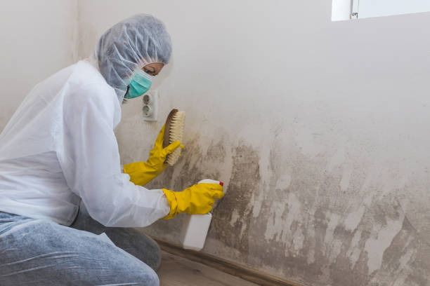 Best Black Mold Removal  in Lake Mills, WI