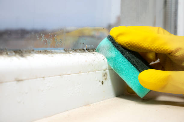 Best Residential Mold Removal  in Lake Mills, WI