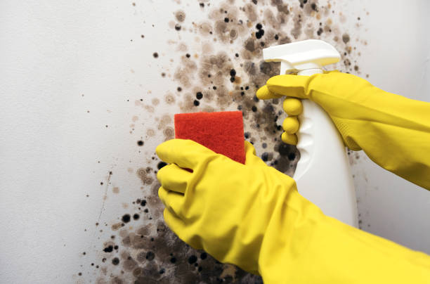 Best Best Mold Removal Companies  in Lake Mills, WI