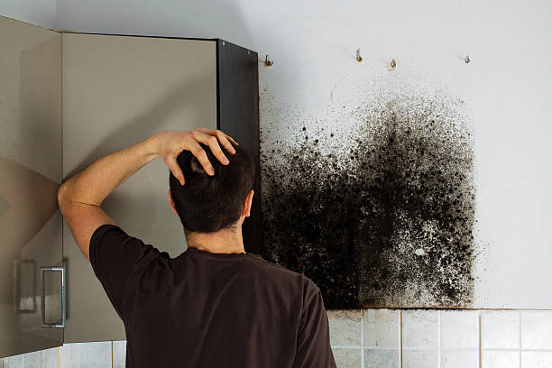 Best Black Mold Removal  in Lake Mills, WI