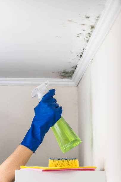 Best Professional Mold Removal  in Lake Mills, WI